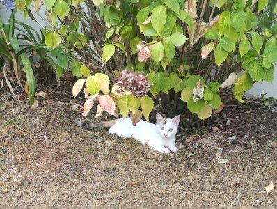 Chaton perdu