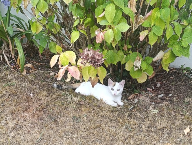 Chaton perdu