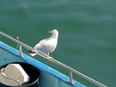 Île d Yeu-ker Chalon Village
